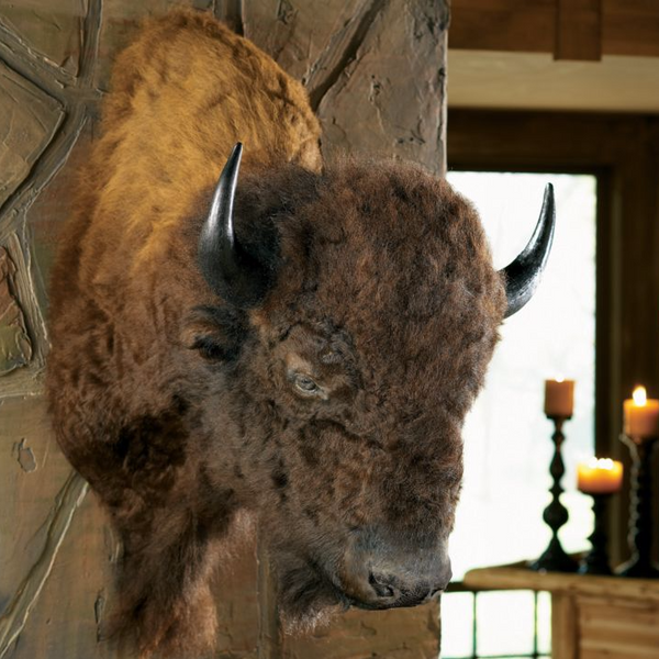 Authentic buffalo shoulder mount