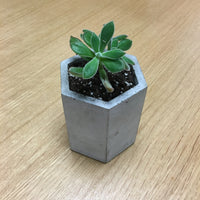 Pen Cup/Flower Pot